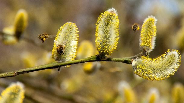 Pañuelos en mano: llega la primavera y con ella las alergias estacionales a Vitoria-Gasteiz
