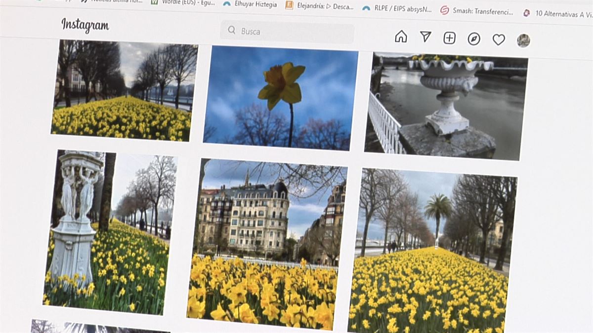 El amarillo de los narcisos se convierte en el color de Donostia dentro y fuera de las redes 