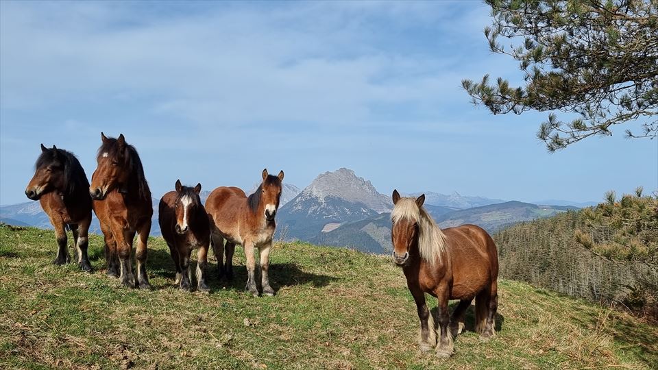 Oñati. Argazkia: Gurutze Azcarate