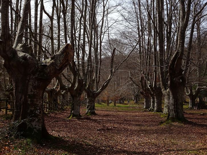 Zuia. Argazkia: José Antonio Fernandez de Luco