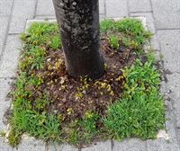 Un buen alcorque, vital para el desarrollo del árbol en la ciudad