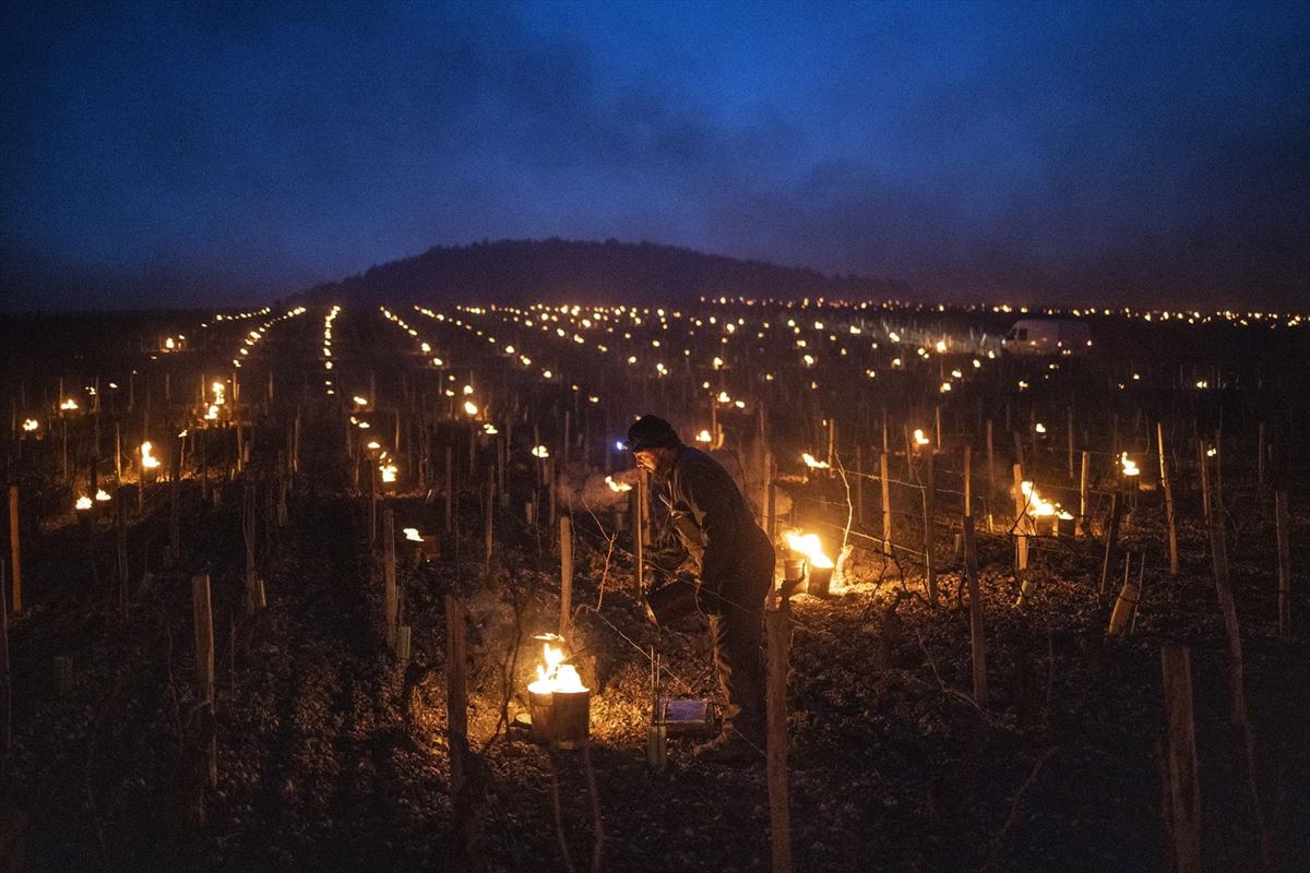 Hogueras en los viñedos de Borgoña. Foto: EFE.