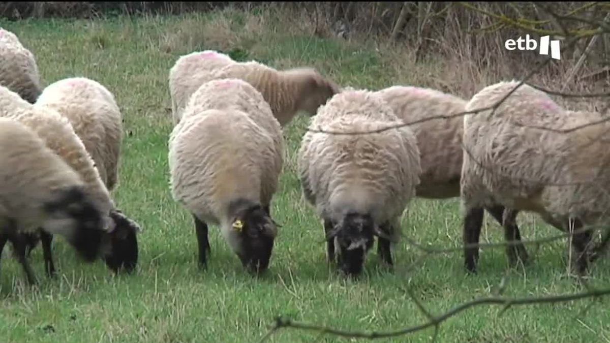 Agricultura regenerativa