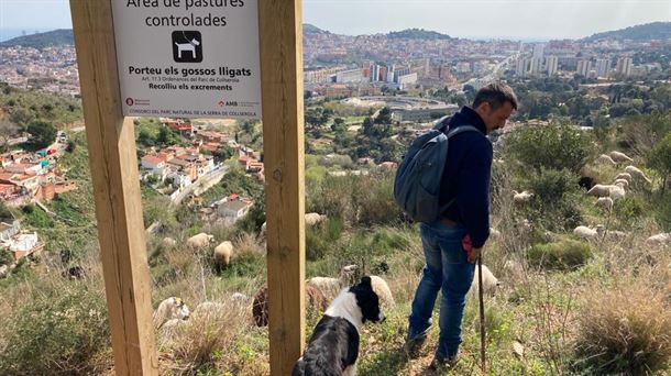 Cabras y ovejas pastan en el área metropolitana de Barcelona para prevenir incendios