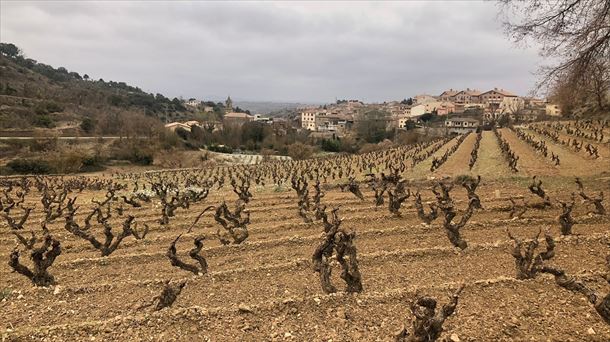 Elciego celebra el tercer Concurso de Poda contra 25 viticultores de Burdeos