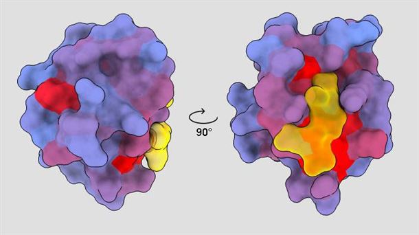 La importancia de investigar la estructura de las proteínas, ¿qué son los fullerenos? y nace el Aula Aims