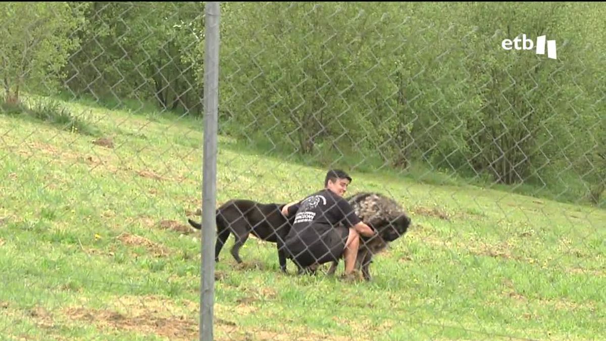 Hotel para perros. Imagen obtenida de un vídeo de EITB Media.