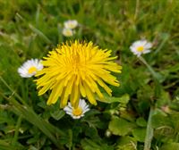 El diente de león, la hierba silvestre que se recoge tras el anticiclón de abril para elaborar jalea