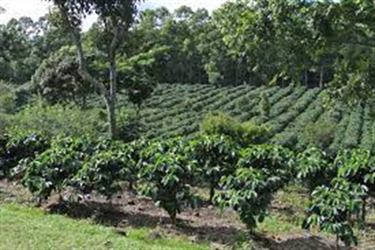 La empresas tendrán que verificar que sus bienes no causan deforestación. Foto: EITB Media