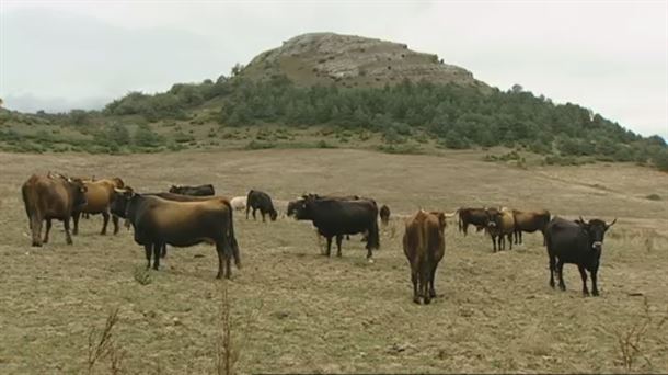 Rebaño de vacas terreñas pastando a los pies del pico Marinda.