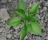 Últimas siembras y vorágine de plantación de una gran variedad de verduras en las huertas