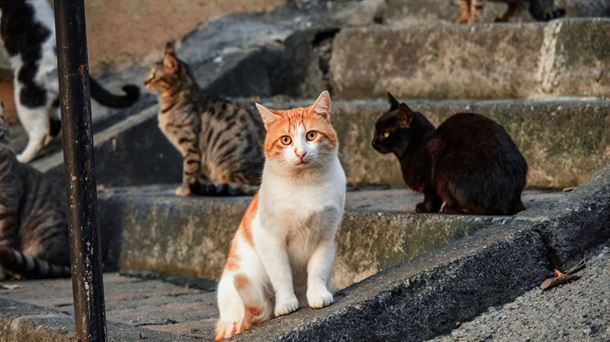 "La ciencia corrobora que las colonias felinas son una amenaza para la biodiversidad y la salud pública"
