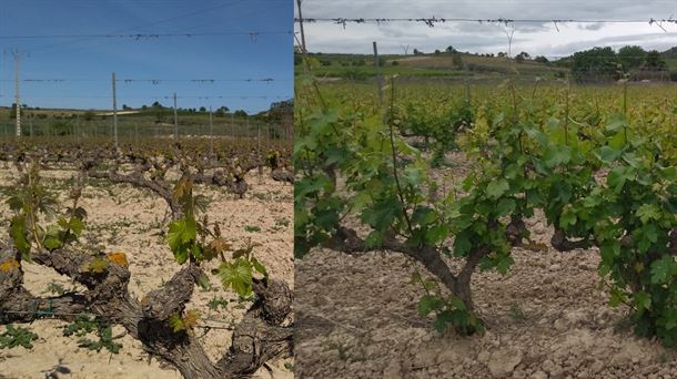 El golpe de calor de mayo ha provocado una explosión de vegetación en viñas como ésta de Oion. BG