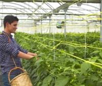 Tomates y pimientos del país a partir de abril