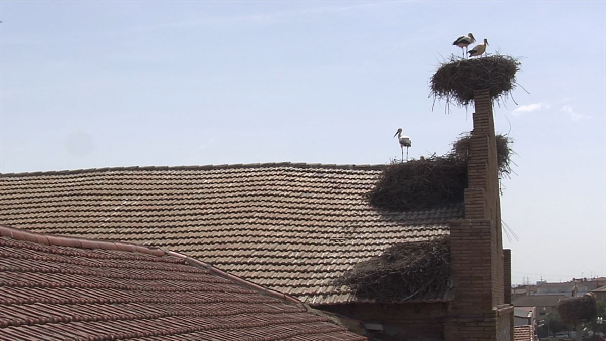 Cigüeñas en Navarra. Imagen: EITB Media