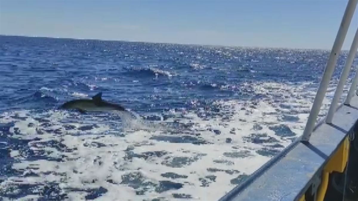 Delfines junto al 'Aita Mari'. Imagen obtenida de un vídeo de EITB Media.