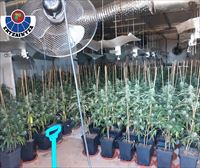 Desmantelan en Berango un cultivo con 1400 plantas de marihuana