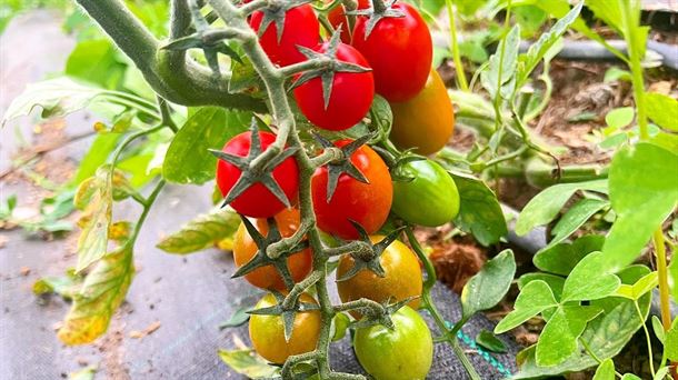 Variedad de tomate fortunato en racimo. IBARRA BASERRIA