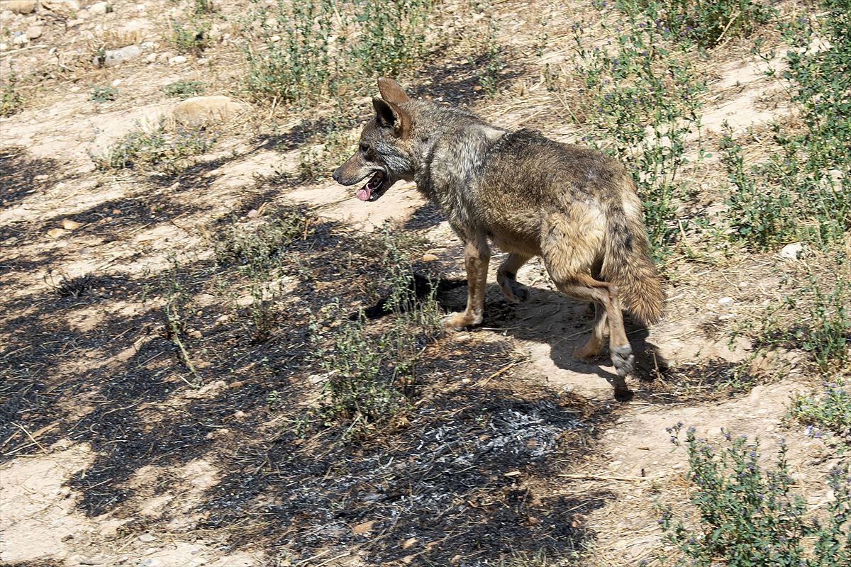 Imagen de un lobo en el parque Sendaviva