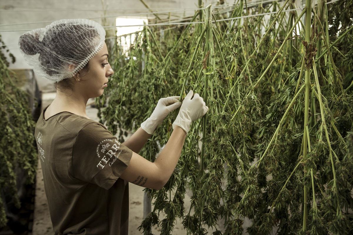 Una mujer trabaja en una plantación de cannabis