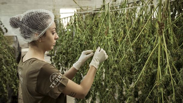 La investigación sobre cannabis medicinal: una oportunidad para las empresas. Qué son las ciencias neutrónicas