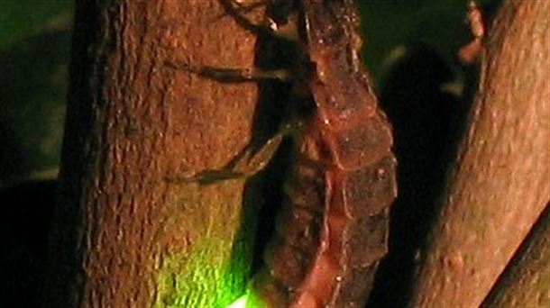 Lampyris noctiluca, ipurtargi emea, Alemania, 2005eko ekaina (Wikipedia)