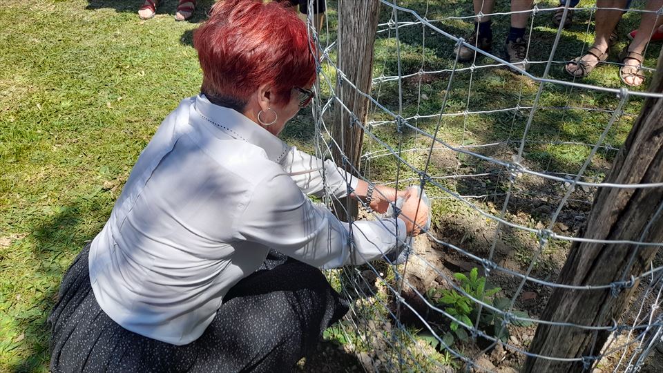 12.-Los pueblos del Valle de Kuartango y de los alrededores depositaron tierra en le nuevo castaña plantado, símbolo de hermanamiento