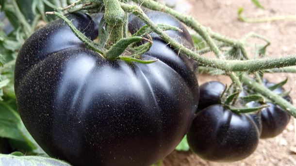 Aizpuru cultiva siete variedades distintas de tomates. MENDIKORTU