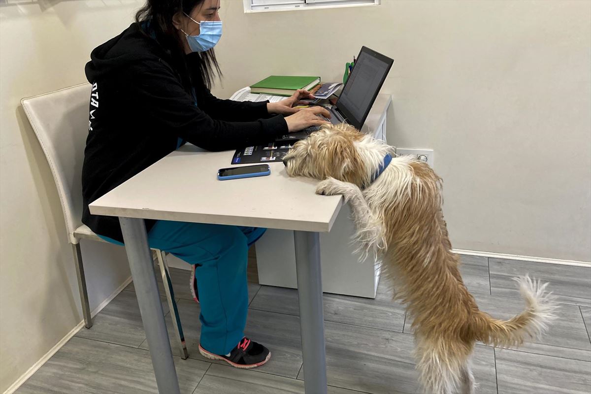 Un perro en la consulta de una veterinaria. Foto: EFE