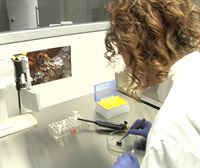 Crean una vacuna contra el veneno de la picadura de la avispa asiática, en Zamudio