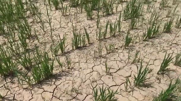 ¿Dónde están las lluvias?
