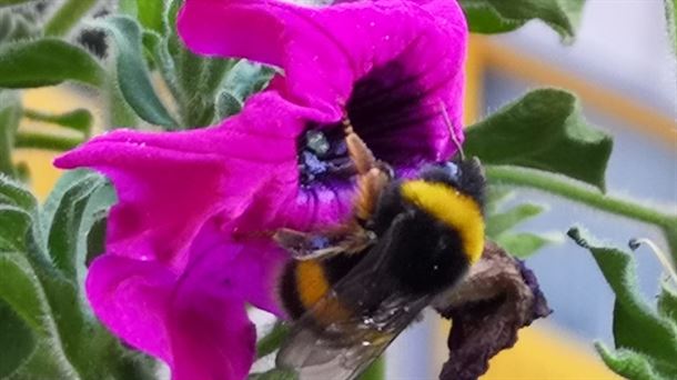 ¿Por qué desaparecen los abejorros?. Inteligencia artificial al servicio de la medicina reproductiva