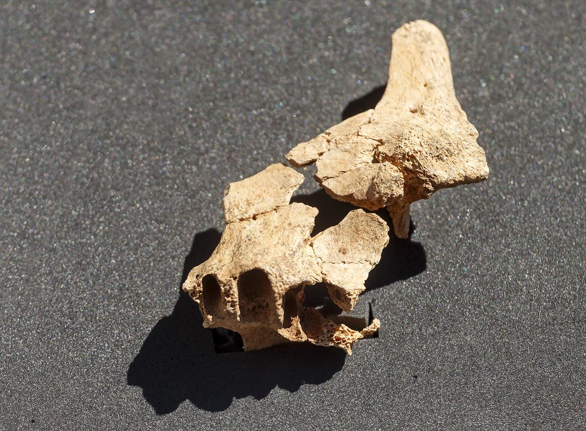 Detalle del fósil descubierto en Atapuerca. Foto: EFE.