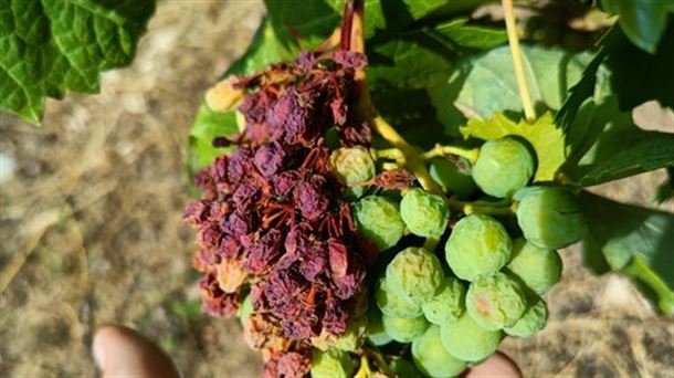 Algunas consecuencias del calor: racimo de uvas convertido en pasas