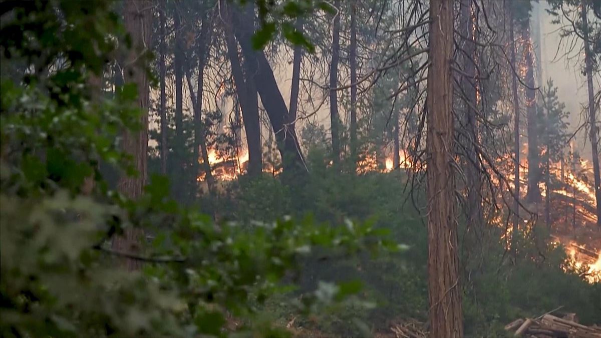 Un bosque ardiendo en California.