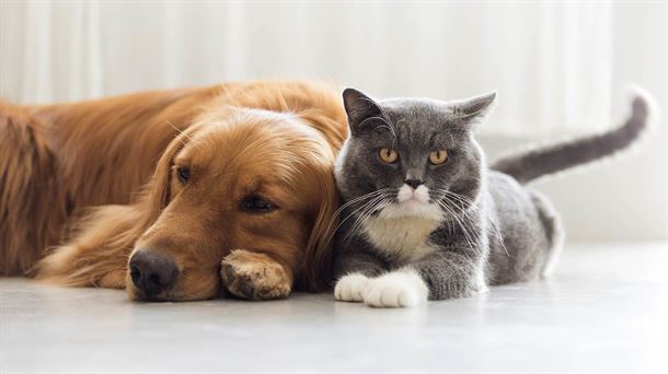 Perros y gatos. infobae.com