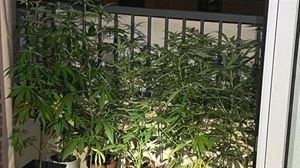 Localizan una plantación de marihuana tras registrarse un incendio en una vivienda de Aretxabaleta