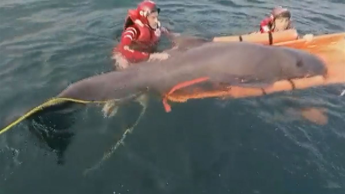 El delfín varado. Imagen obtenida de un vídeo de @CruzRojaGip.