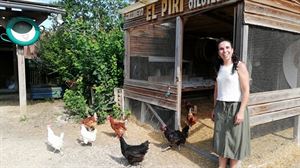 Gallinas que a cambio de restos orgánicos del hogar dan huevos 