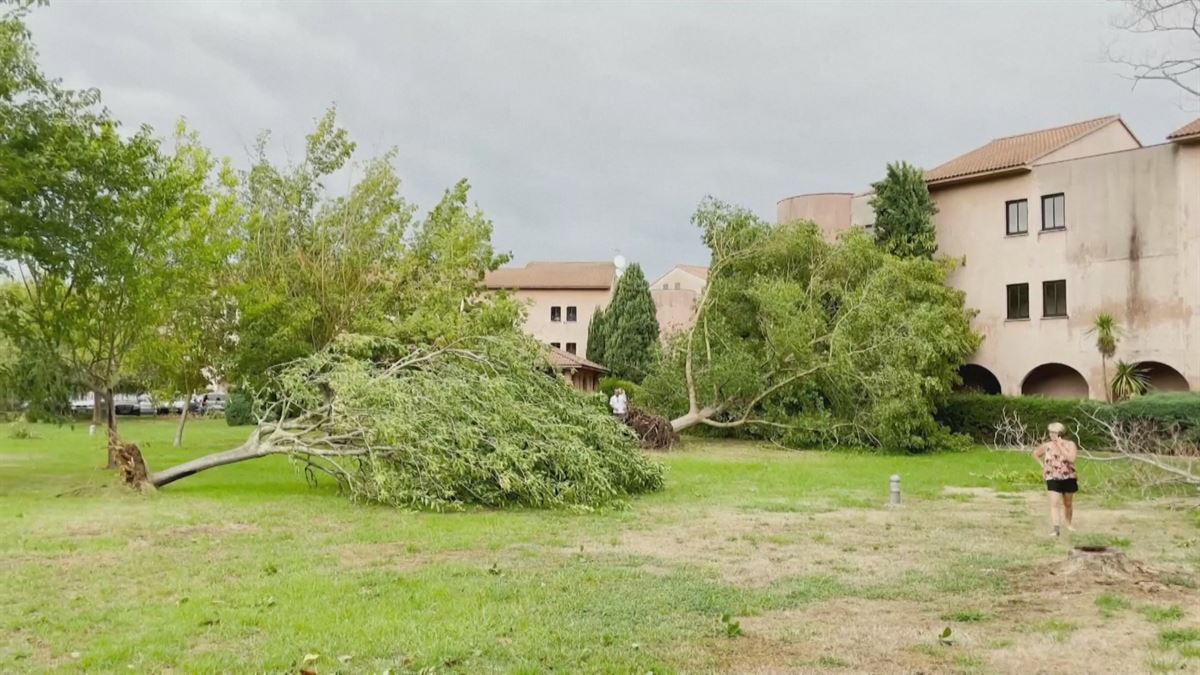 Varios árboles caídos en Italia a causa del temporal. EFE