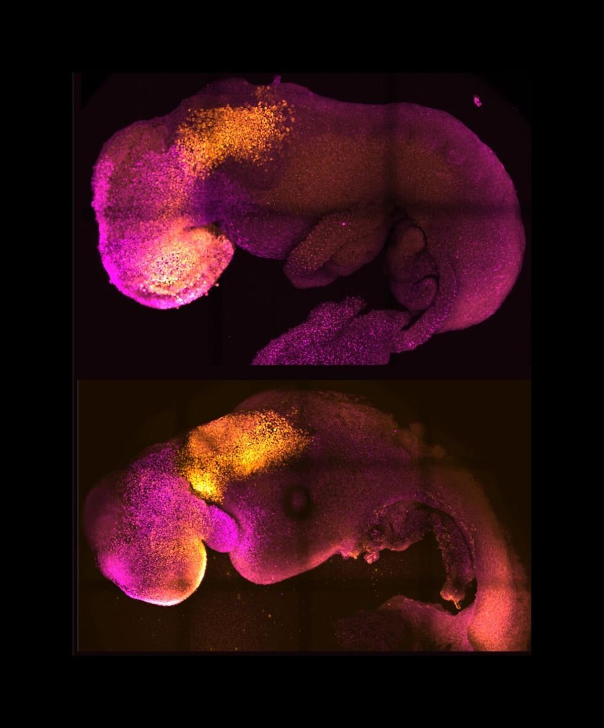 Dos embriones, uno natural y otro sintético. Foto: University of Cambridge