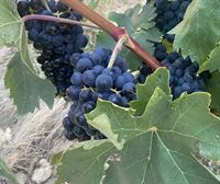 'Viñedos de Álava' y ABRA recurren la suspensión cautelar del permiso para comercializar sus vinos