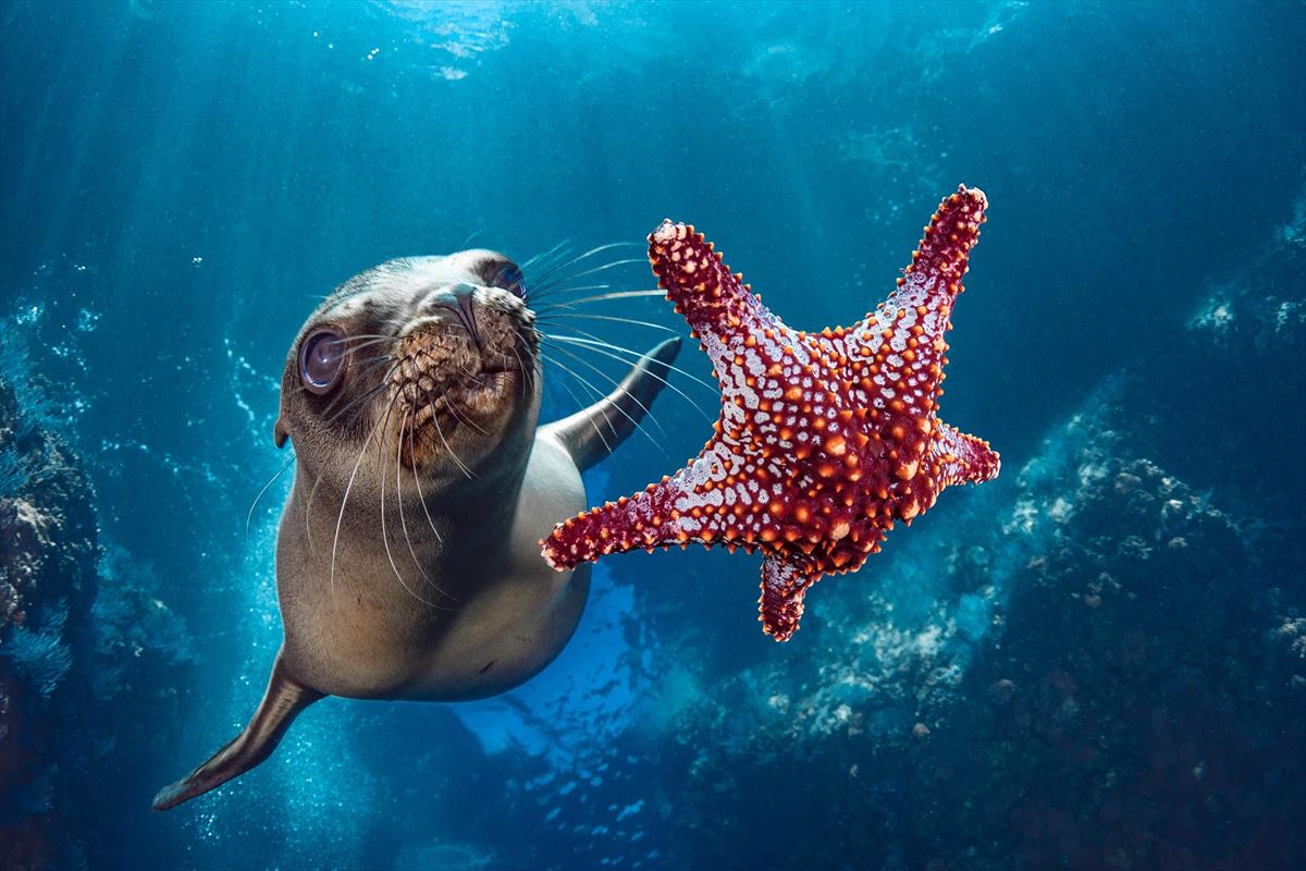 "Sea lion with a starfish", de Hannes Klostermann, en La Paz (México). Foto: EFE