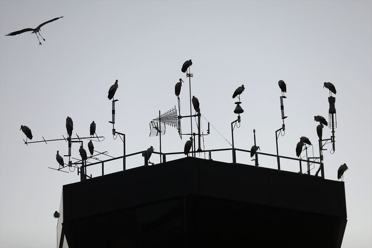 Cigüeñas en la torre de control del aeropuerto de Noain.