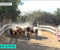 Así se eligen las vacas de las fiestas de Obanos, Navarra