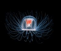 Lo que hay que hacer, y lo que no, ante una picadura de una medusa como la carabela portuguesa