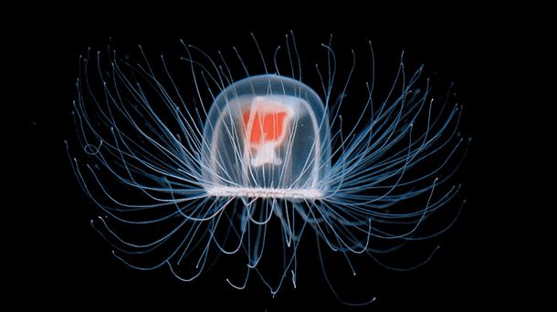 Imagen de una medusa