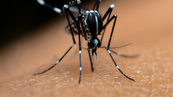 Aedes albopictus es el nombre científico del mosquito tigre 