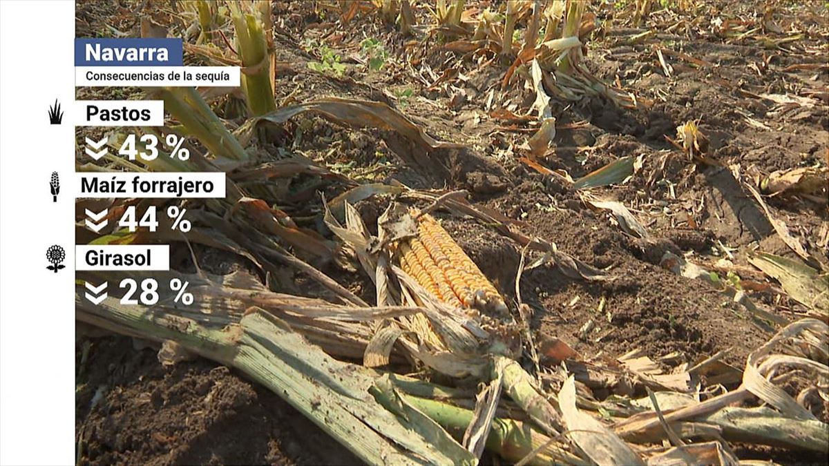 Sequía en Navarra. Imagen: EITB Media