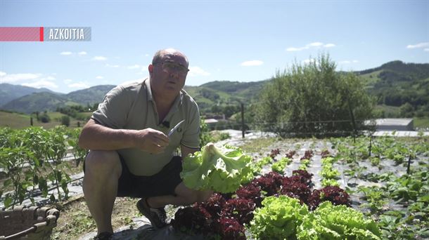 Bi letxuga mota landatzen dituzte Azkoitiko Landagarre baserriko ortuan